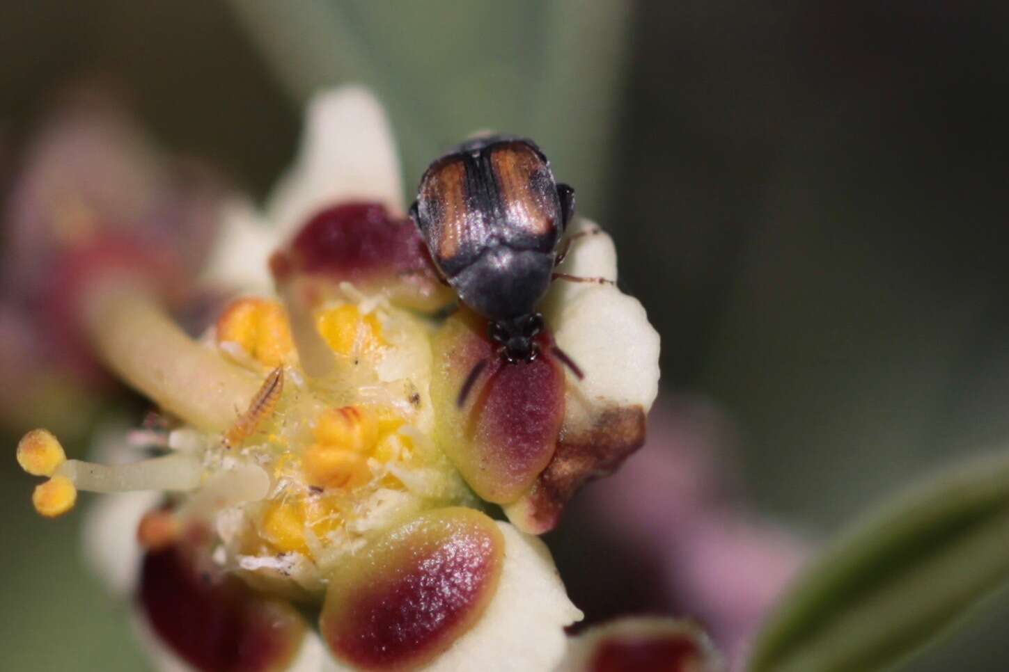 Image of Leaf beetle