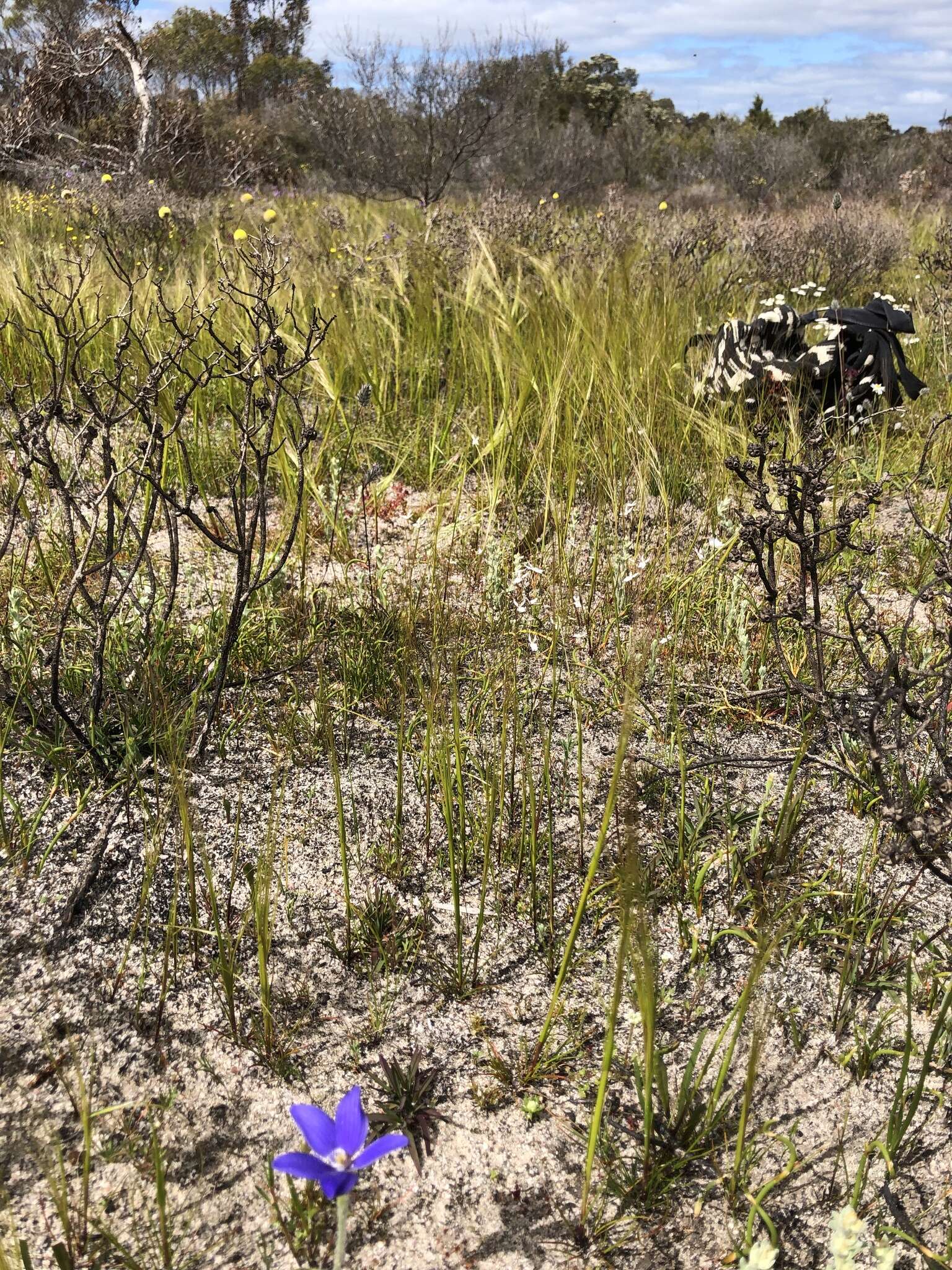 Caladenia gemmata Lindl.的圖片