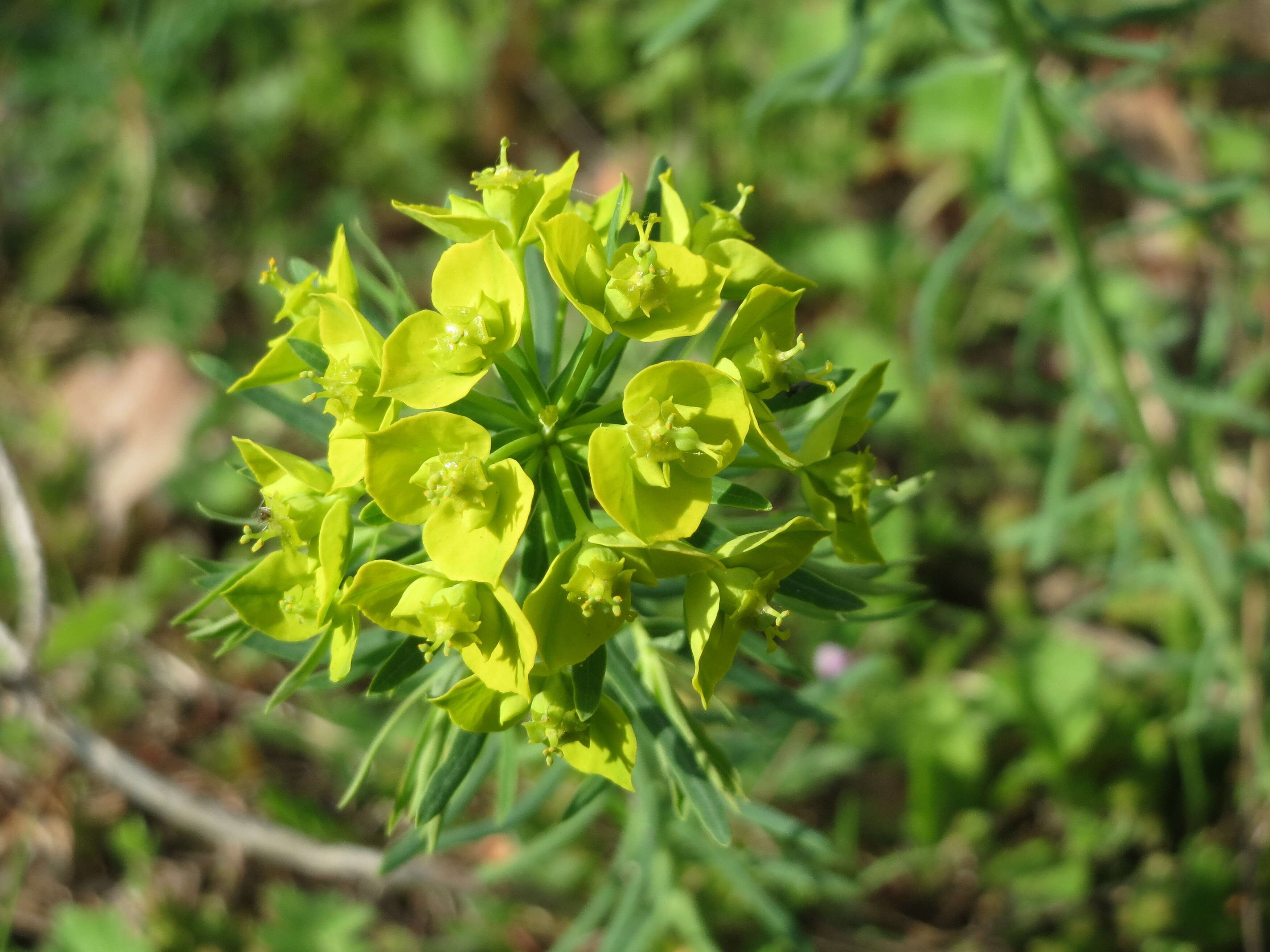 Image of Cypress Spurge