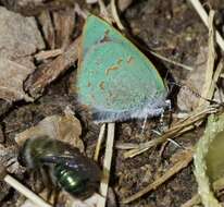 Image of Arizona Hairstreak