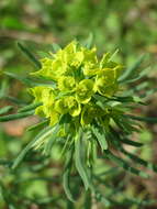 Image of Cypress Spurge