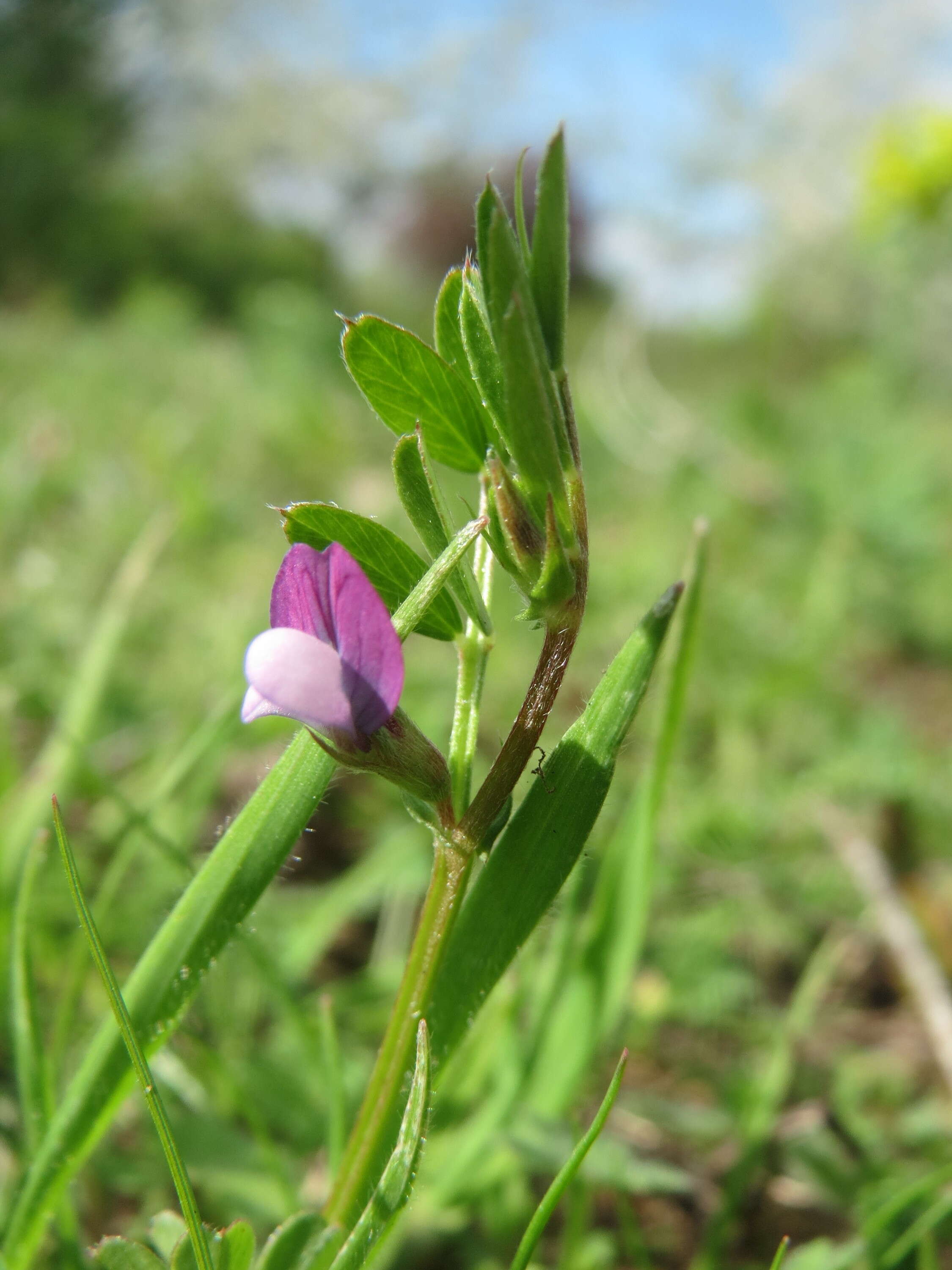 Image of spring vetch