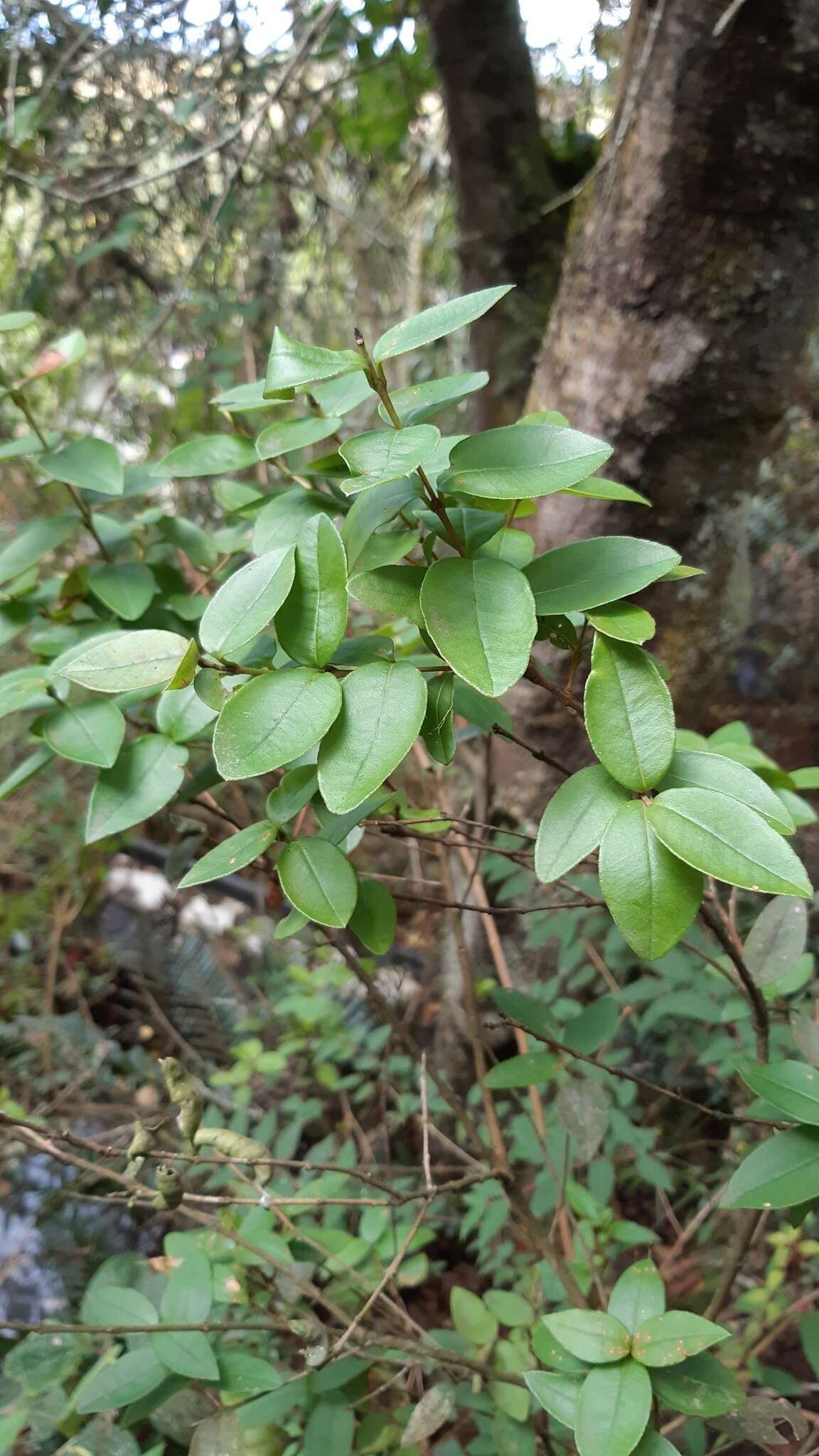 Myrcianthes leucoxyla (Ortega) Mc Vaugh resmi