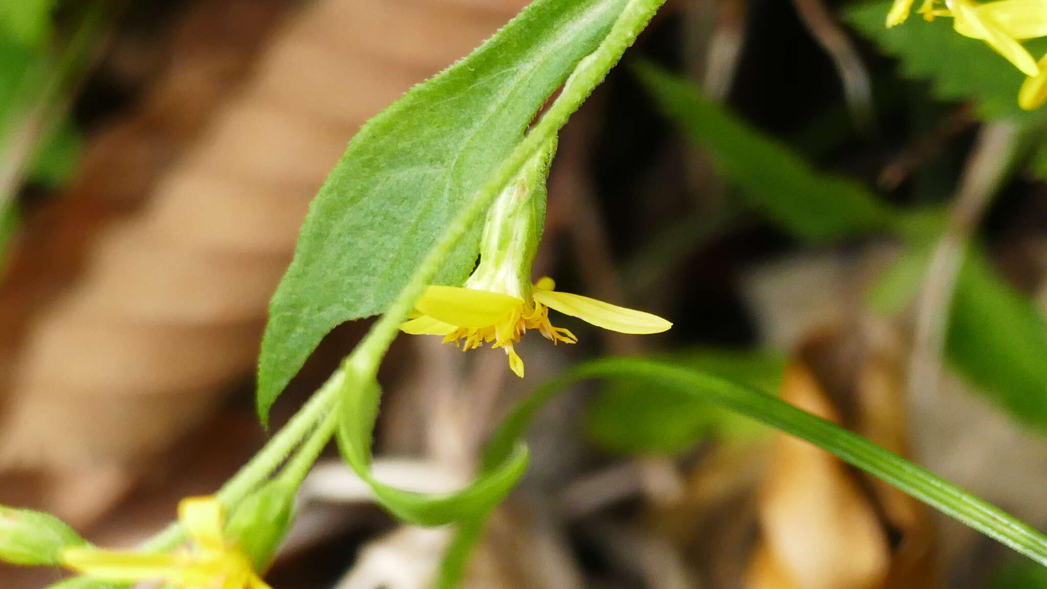 Image of Solidago virgaurea subsp. asiatica (Nakai ex Hara) Kitam. ex Hara