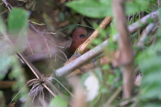 Image of Rufous Spinetail