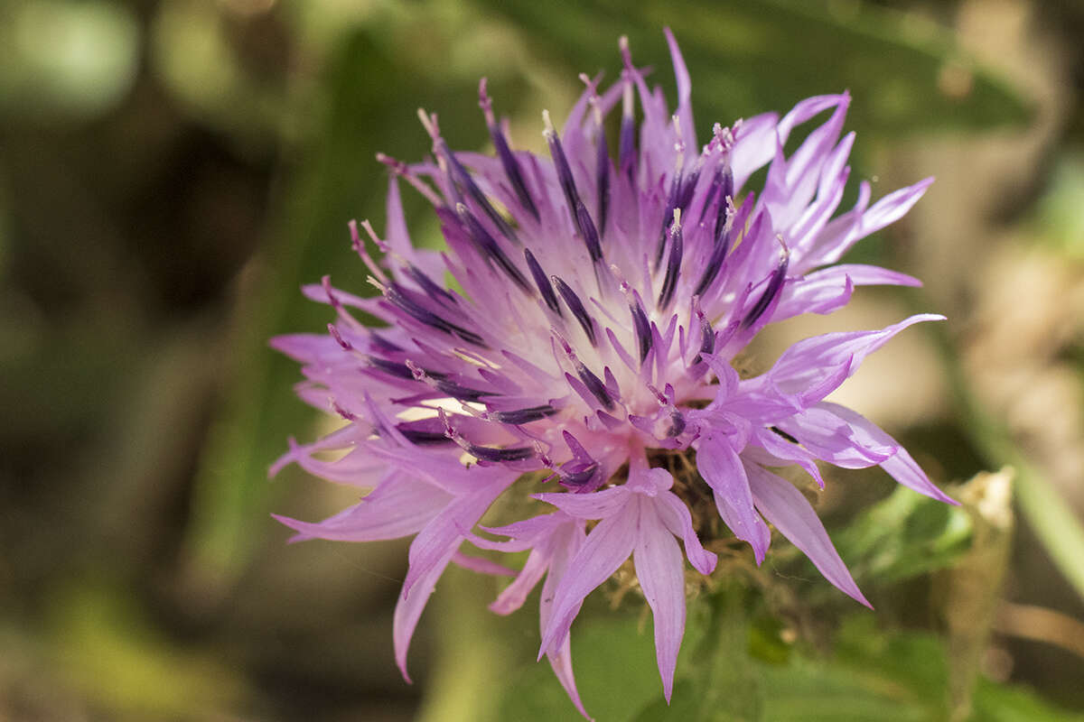 Слика од Centaurea sphaerocephala L.