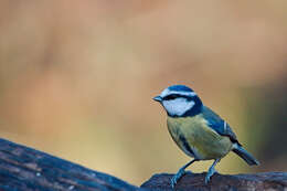 Imagem de Cyanistes Kaup 1829