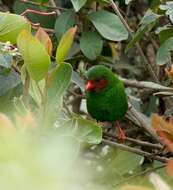 Chlorornis Reichenbach 1850的圖片