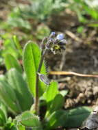 Image of strict forget-me-not