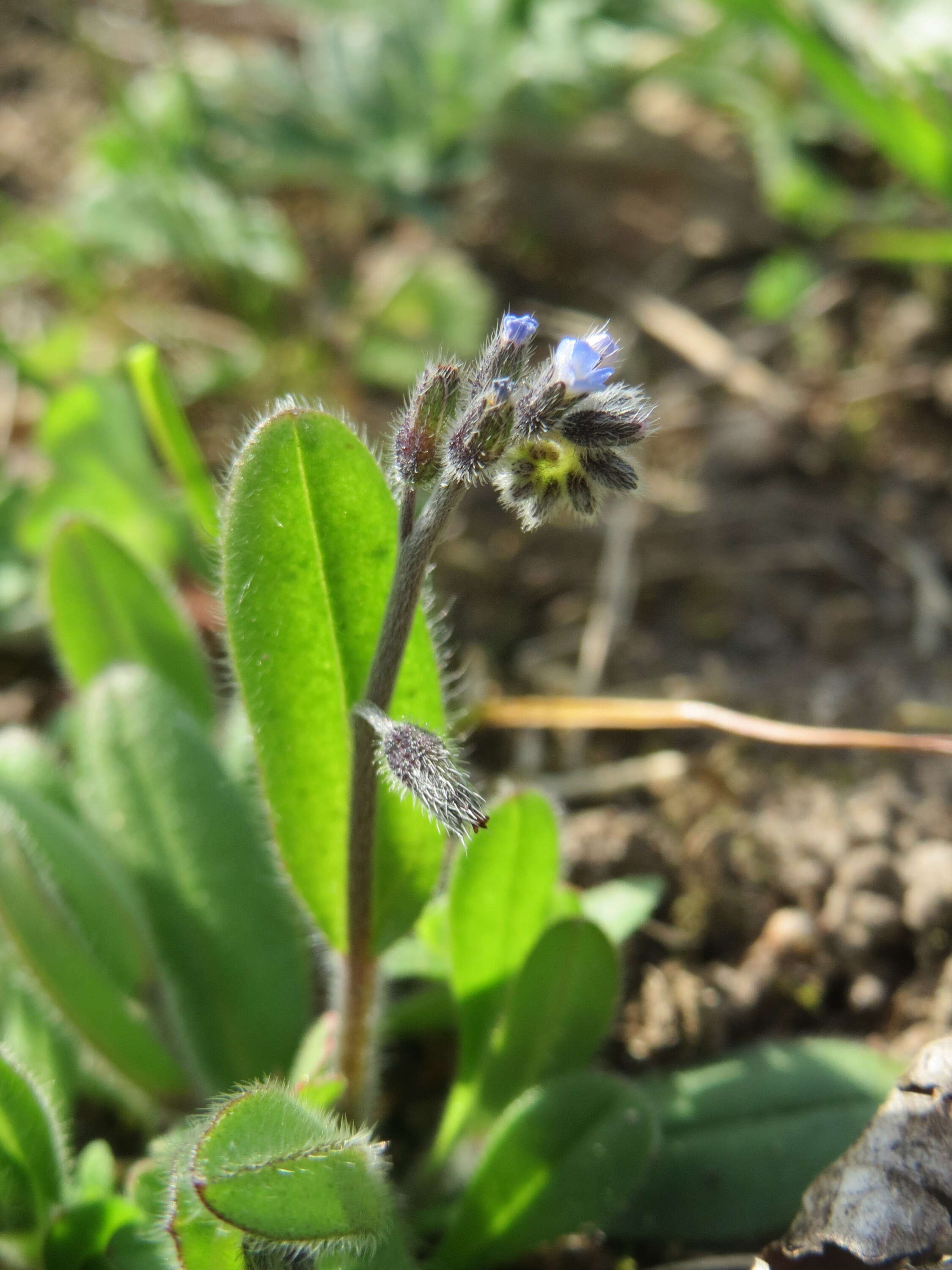 Image of strict forget-me-not