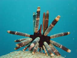 Image of sea urchins