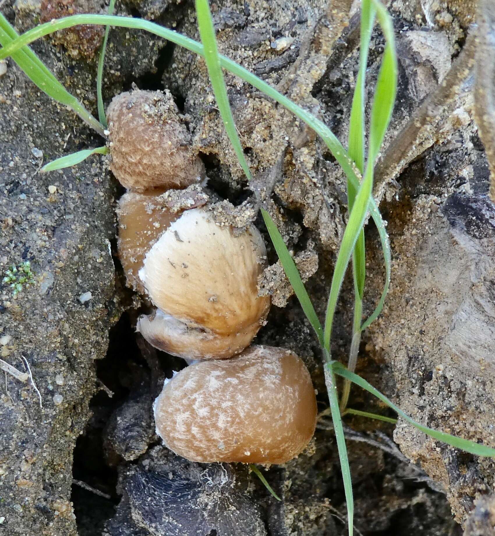 Image of Candolleomyces candolleanus (Fr.) D. Wächt. & A. Melzer