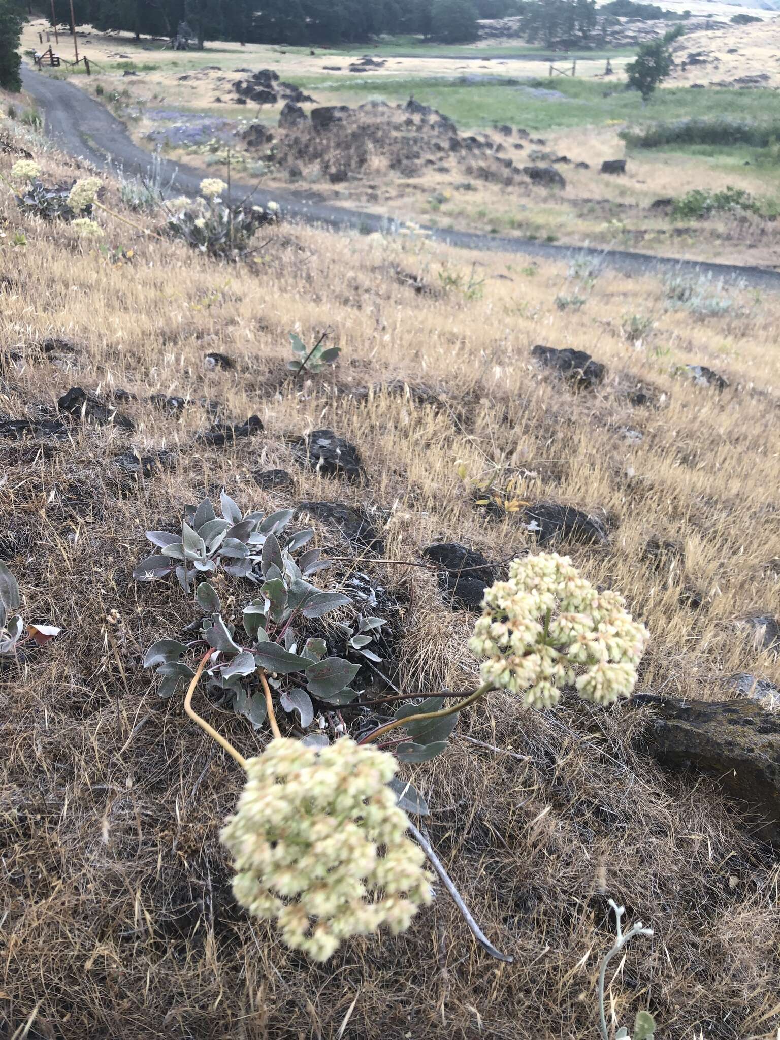 Image of arrowleaf buckwheat