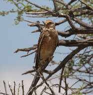 صورة Falco rupicoloides Smith & A 1829