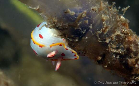 Image of Hypselodoris bennetti (Angas 1864)