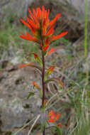 Слика од Castilleja pruinosa Fern.