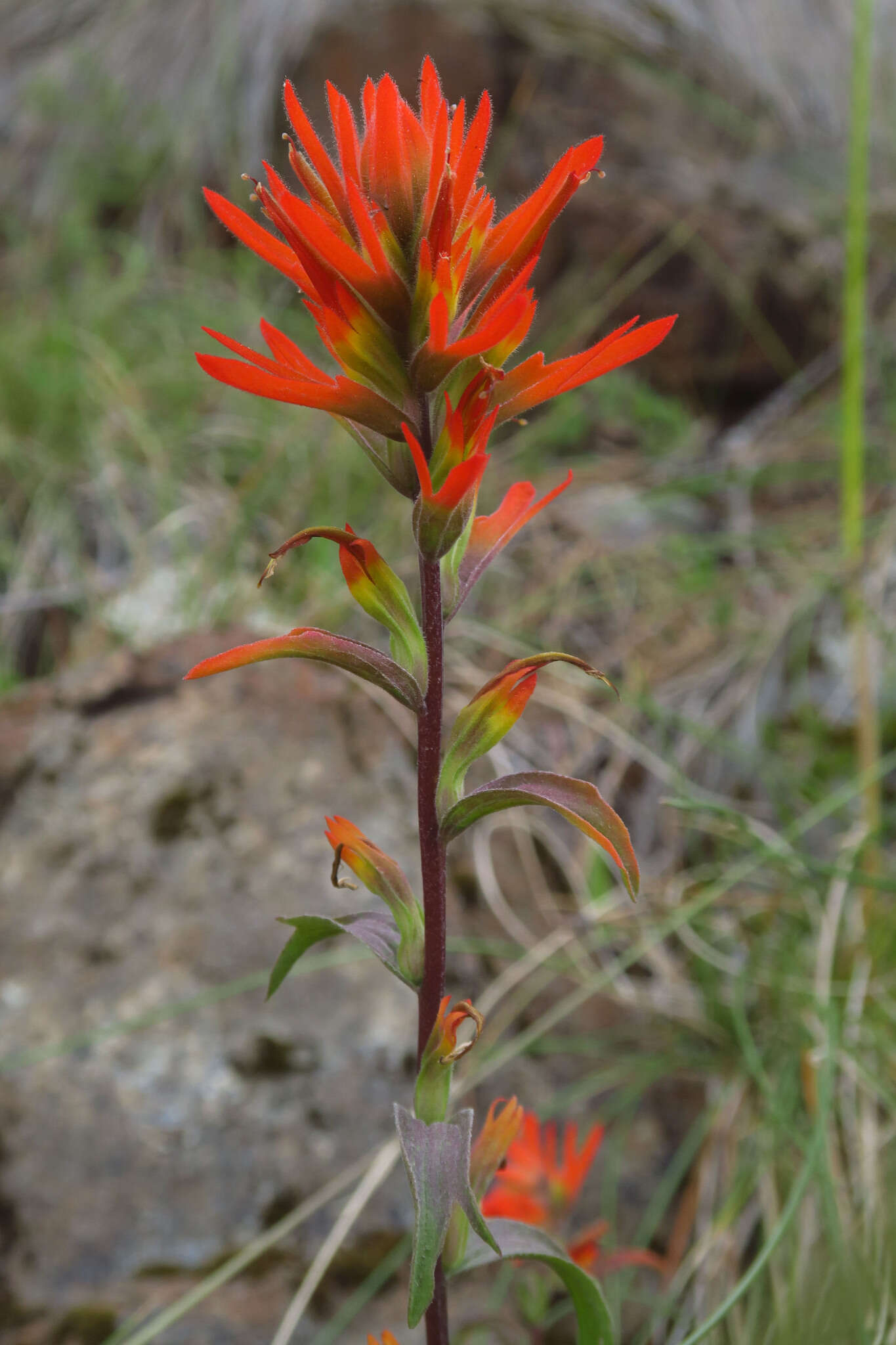 Слика од Castilleja pruinosa Fern.