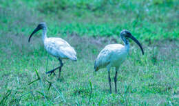 Image of Black-headed Ibis