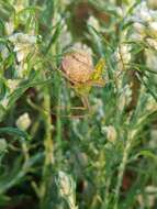 Image of Peucetia striata Karsch 1878