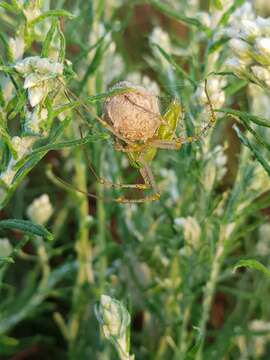 Image de Peucetia striata Karsch 1878