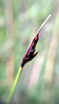 Imagem de Schoenus ferrugineus L.