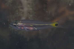 Image of Toothy cardinalfish