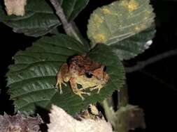 Image de Pristimantis unistrigatus (Günther 1859)