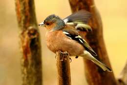 Image of Fringilla Linnaeus 1758