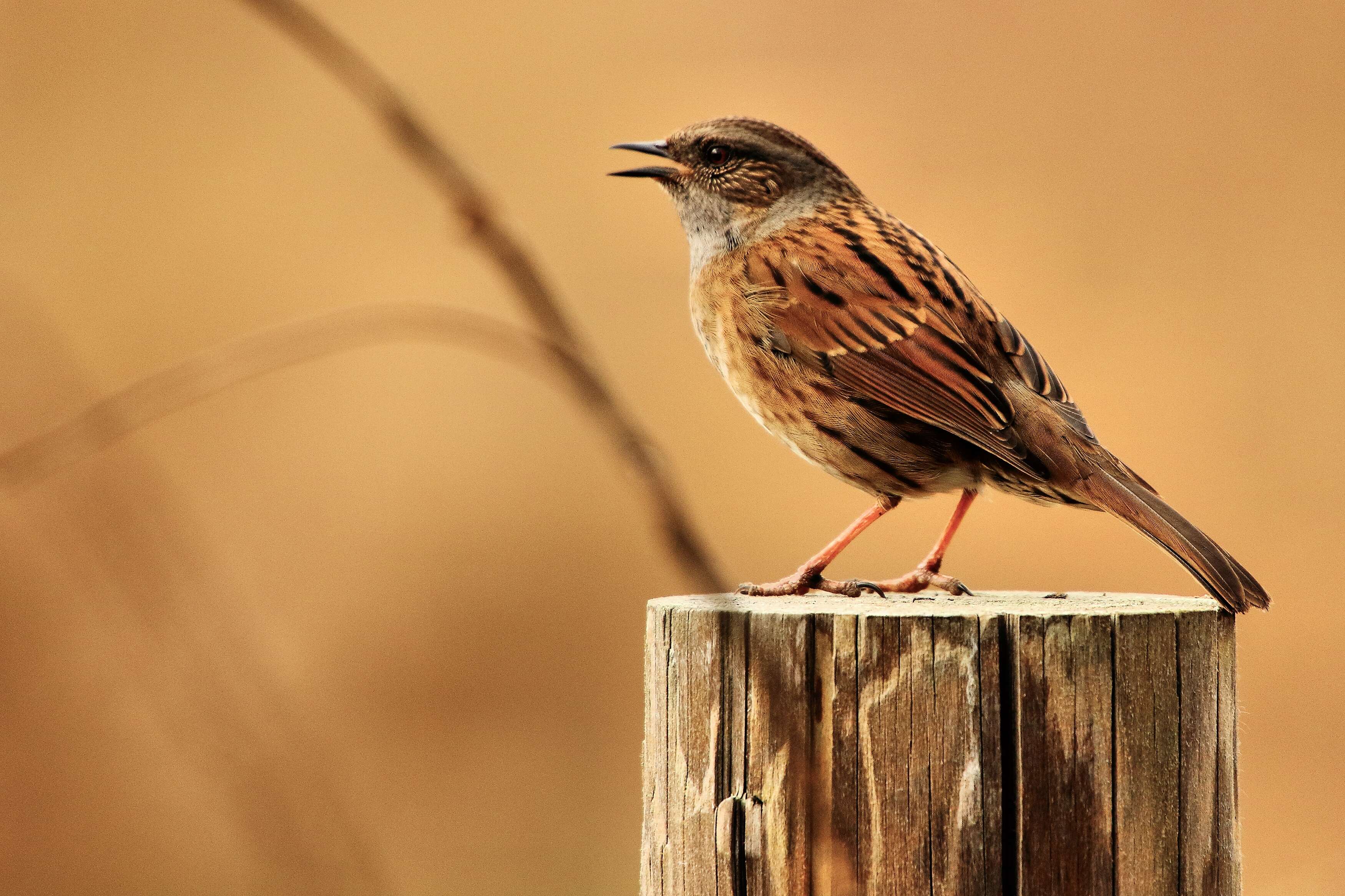 Image of Dunnock