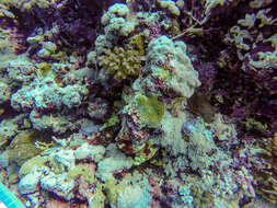 Image of Fluorescence grass coral