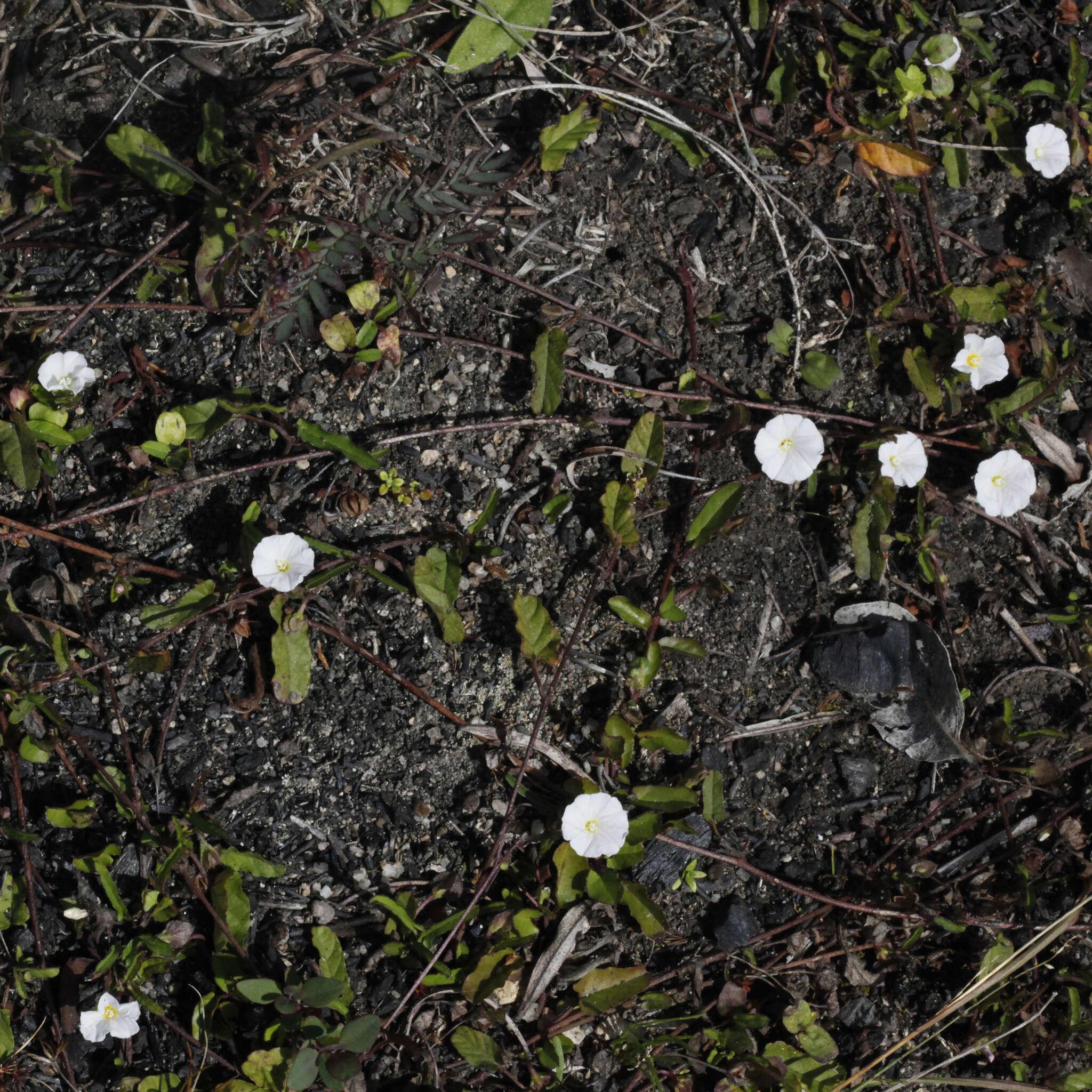 Image of Polymeria calycina R. Br.