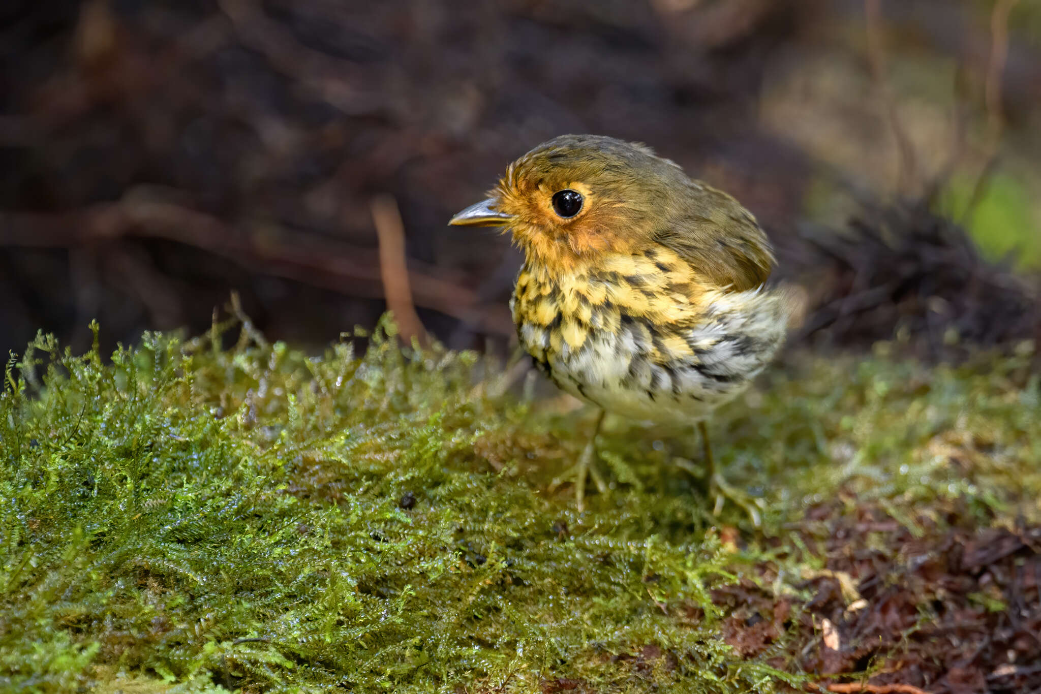 Image of Ochre-breasted Antpitta