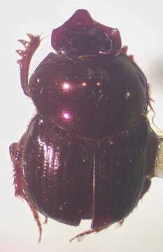 Image of Onthophagus viridivinosus Kohlmann & Solis 2001