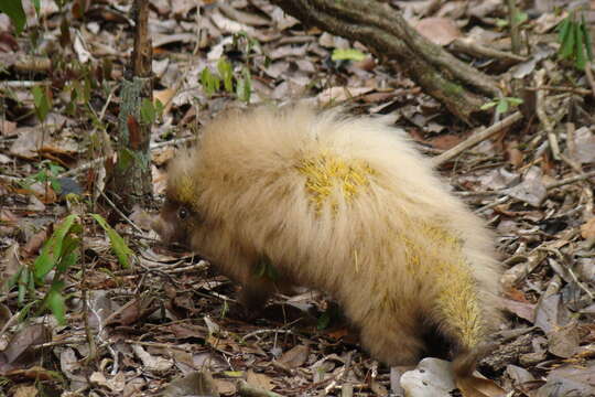 Image of Bahia hairy dwarf porcupine