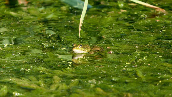 Image of Epirus Pool Frog