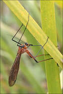 Image of Harpobittacus australis (Klug 1838)