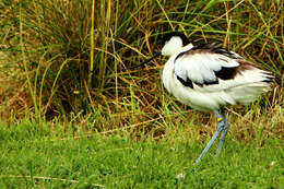 Image of avocet, pied avocet