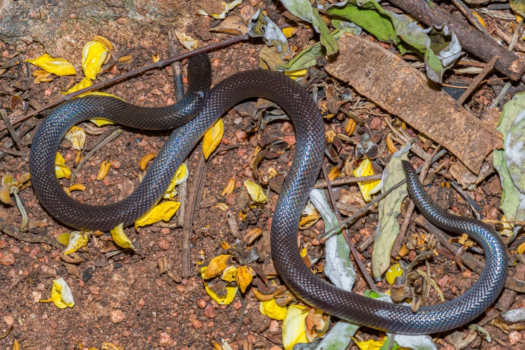 Image of Mole Viper