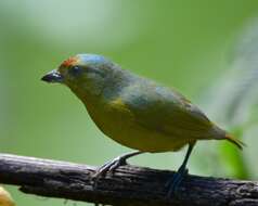 Image of Olive-backed Euphonia