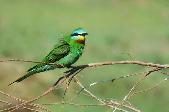 Image of Blue-cheeked Bee-eater