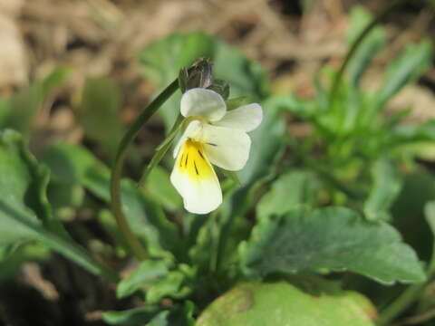 Image of Field Pansy