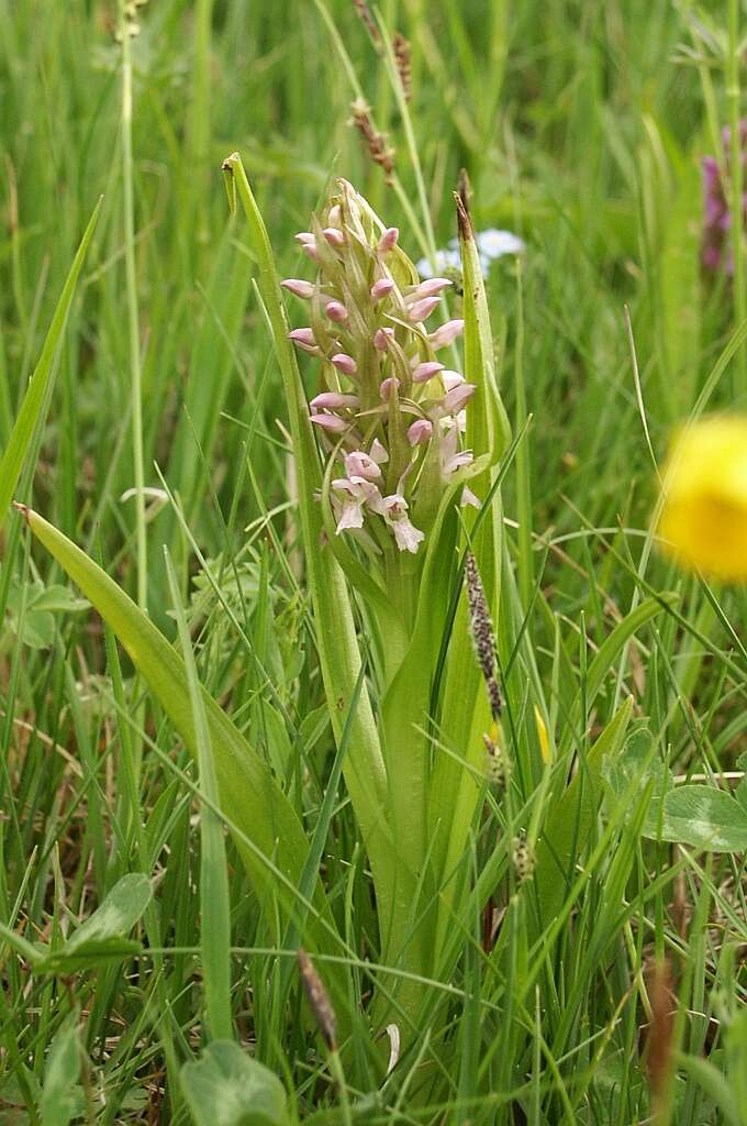 Dactylorhiza incarnata (L.) Soó resmi