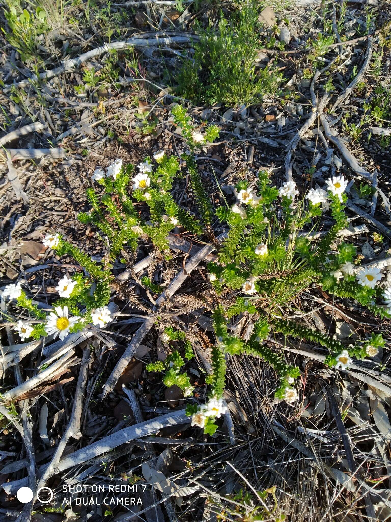 Image of Polyarrhena reflexa (L.) Cass.