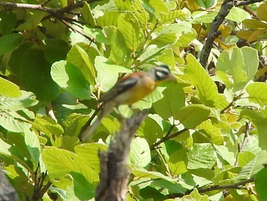 Image of African Golden-breasted Bunting