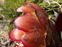 Image of Protea effusa E. Mey. ex Meissn.