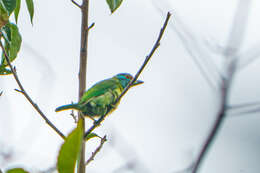 Image of Moustached Barbet