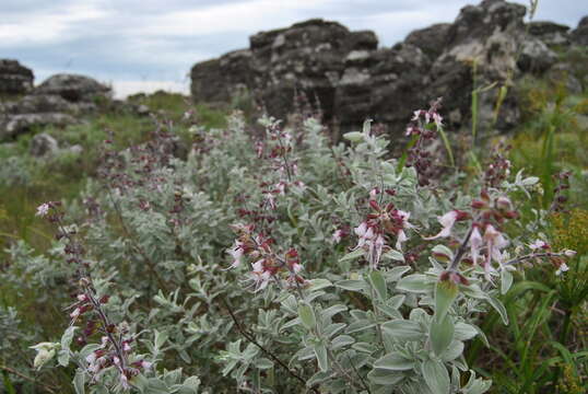 صورة Syncolostemon incanus (Codd) D. F. Otieno