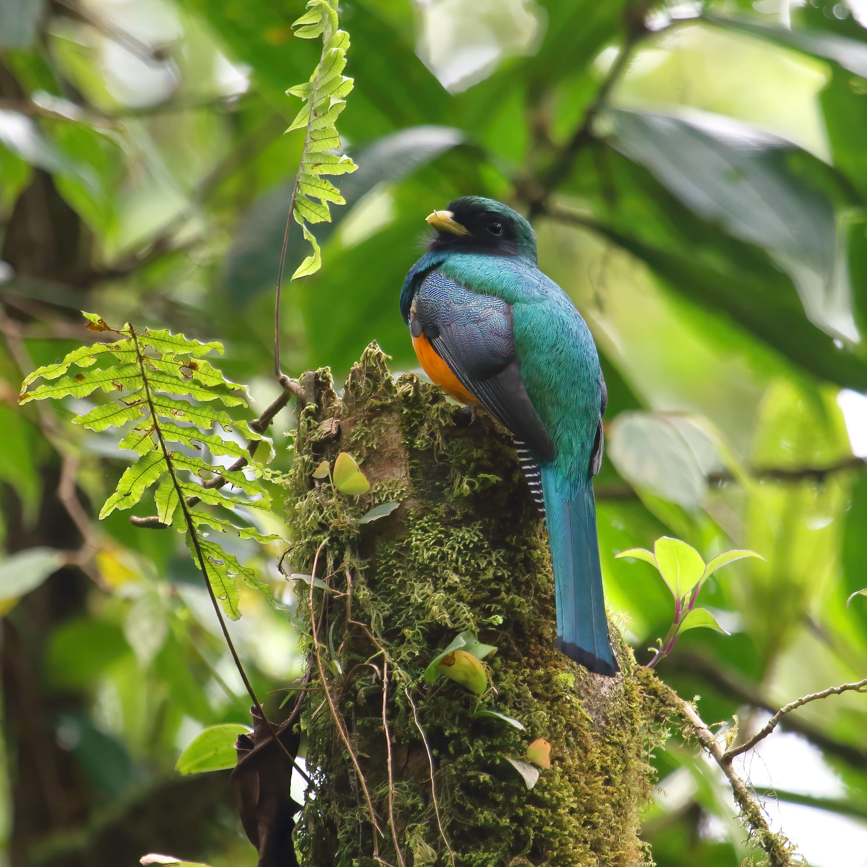 Image of Trogon aurantiiventris