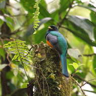 Image of Trogon aurantiiventris