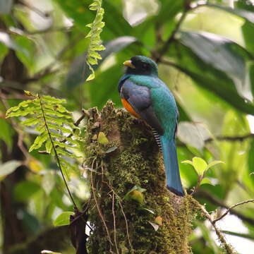 Image of Trogon aurantiiventris